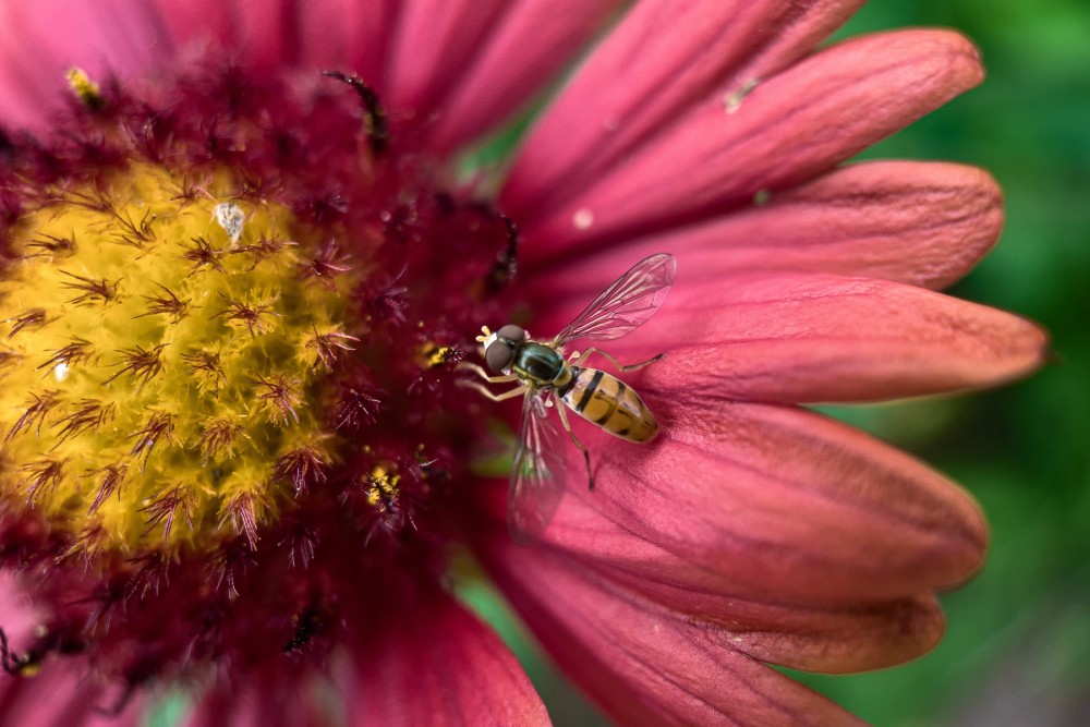 Macro photo of a small bee perched on the petal of a vibrant red flower with a yellow center and spiky textures.