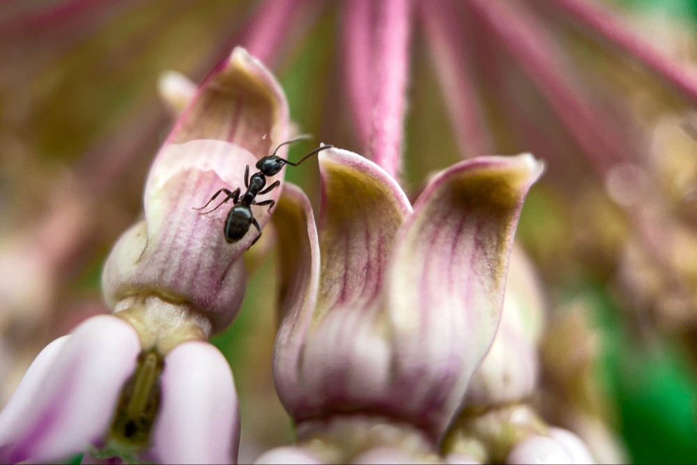 A close-up photo of an ant navigating the petals of a pink and white flower.