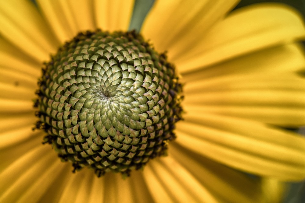 Close-up of a yellow flower focusing on the detailed, spiraling patterns of the center with a backdrop of vibrant yellow petals.