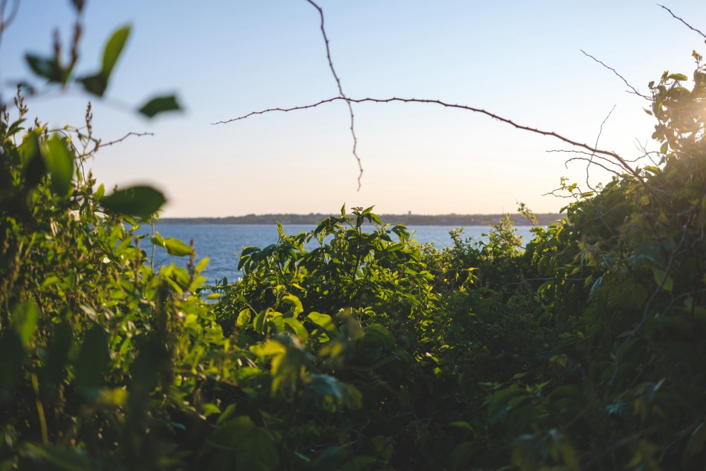 A serene ocean view framed by lush green foliage, with sunlight creating a warm, tranquil ambiance.