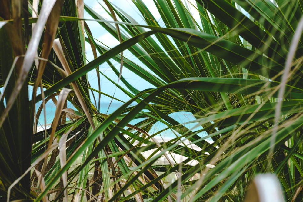 A close-up of green palm leaves with a glimpse of a blue sky and ocean in the background.