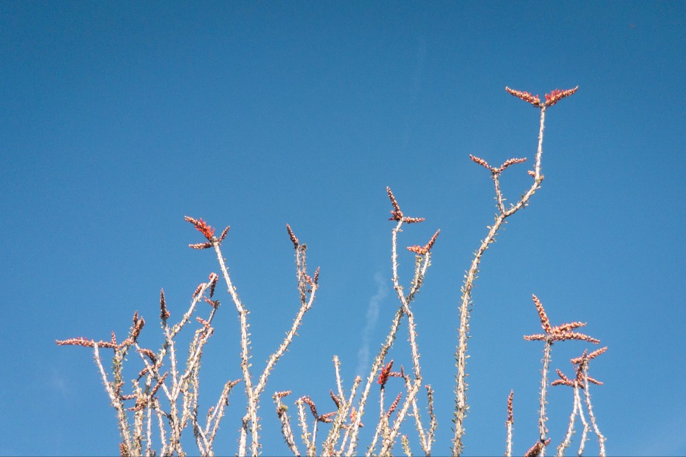 Ocotillo plants with red blooms against a clear blue sky.