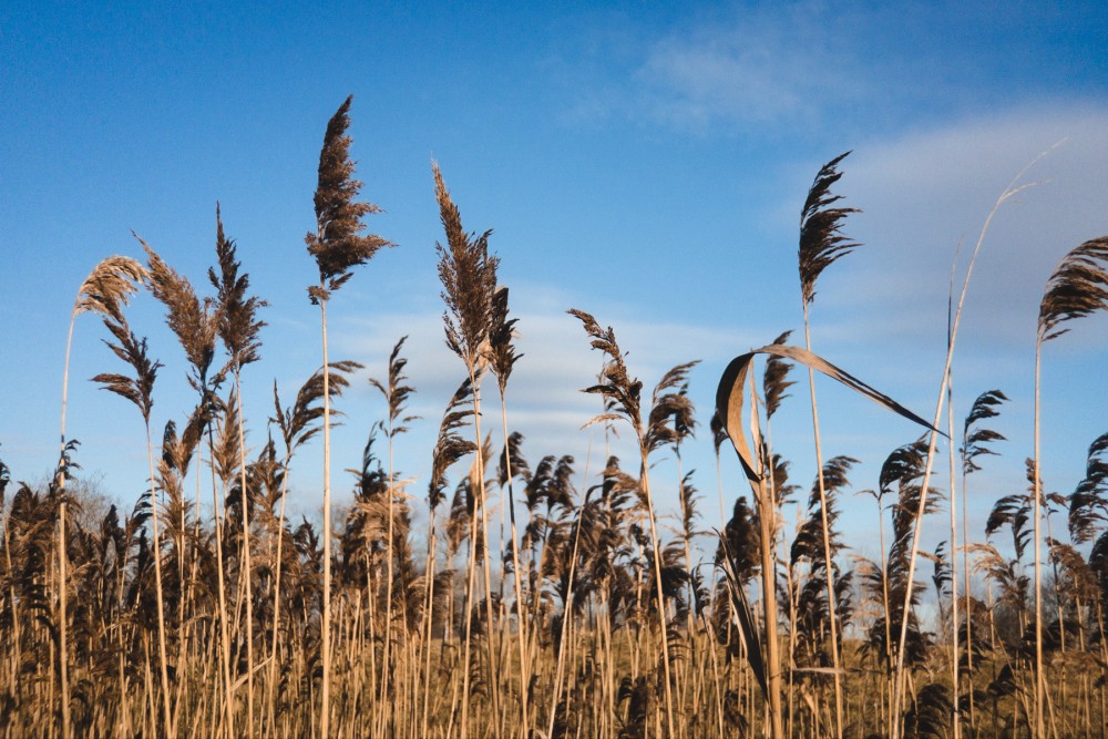 A field of tall, dry reeds against a clear blue sky.