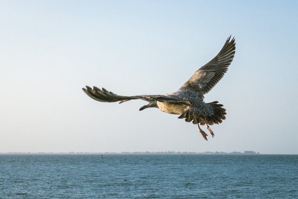 A seagull in mid-flight over a calm sea with a distant shoreline visible in the background.