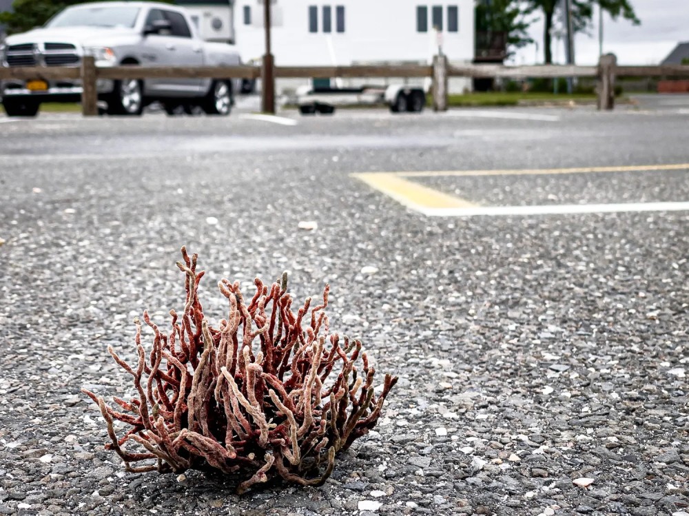 Close up photo of a dried up piece of coral in a beach parking lot on a stormy day