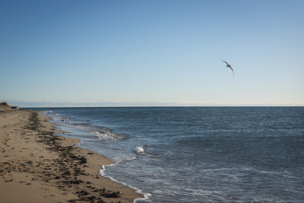 A serene beach with gentle waves breaking on the shore, a clear blue sky above, and a single seagull flying over the water.