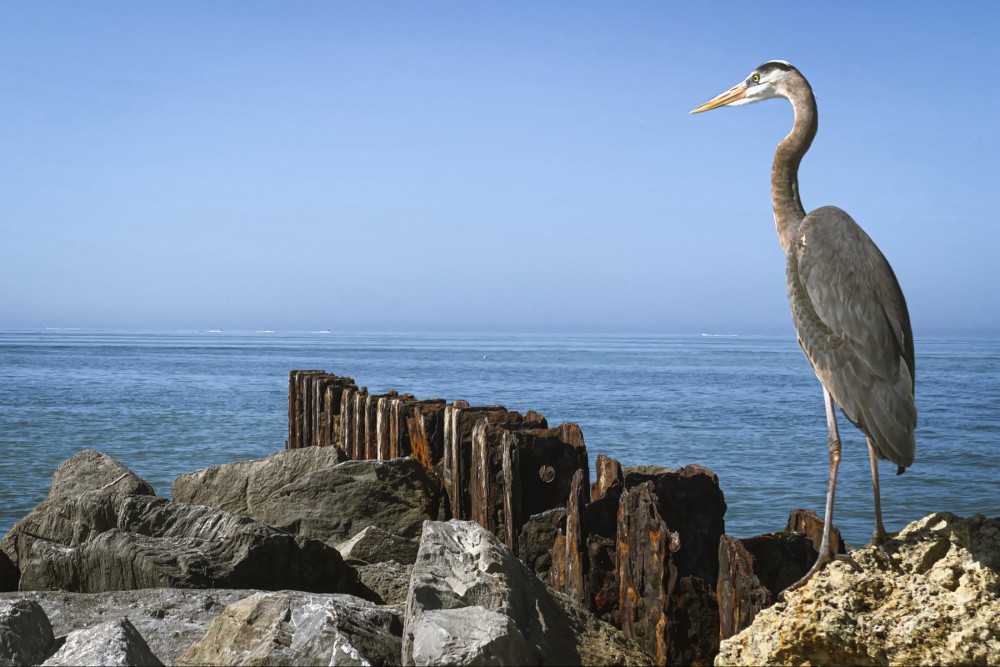 A pelican sitting on a rock overlooking a wooden barrier in the ocean with a bright blue sky.