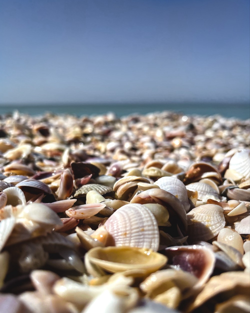Close up photo of a pile of seashells looking out into the ocean and a clear blue sky.
