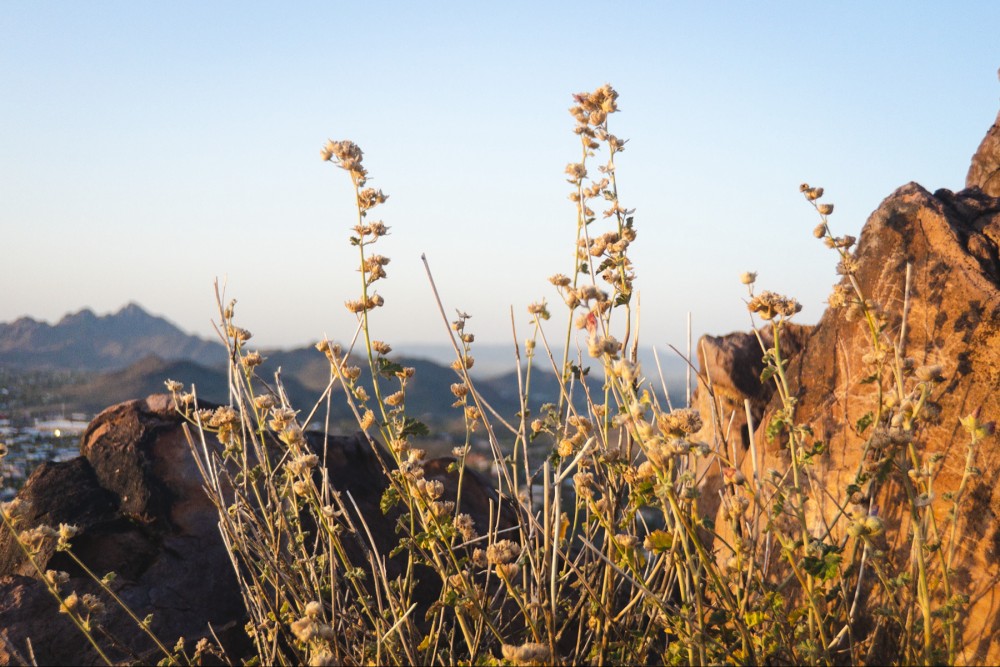 Dry wildflowers in focus against a blurry backdrop of rugged mountains and a clear sky at sunrise.