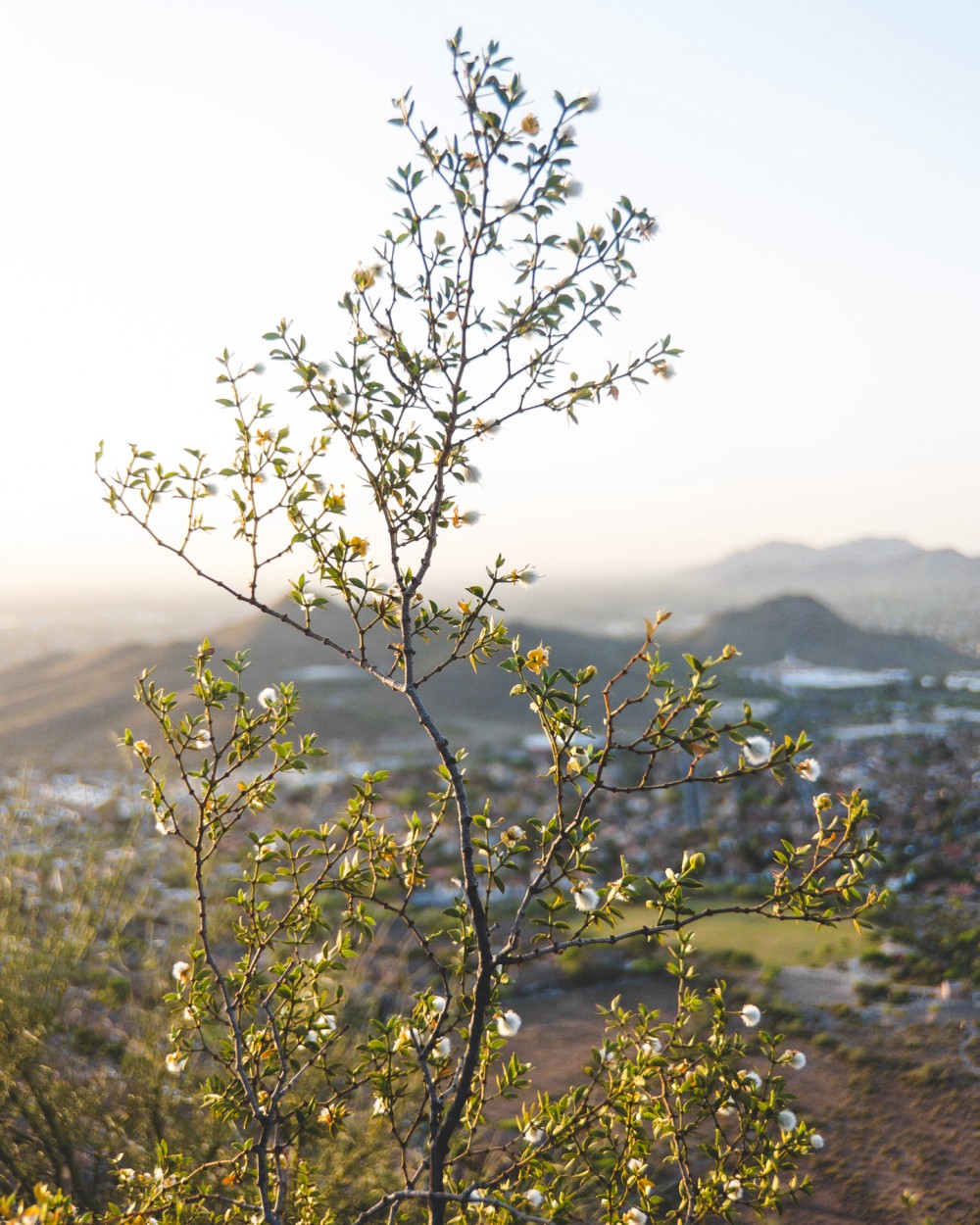 A young tree bathed in golden sunlight with fresh leaves and blossoms, with a soft-focus background showcasing a hilly landscape during sunrise.
