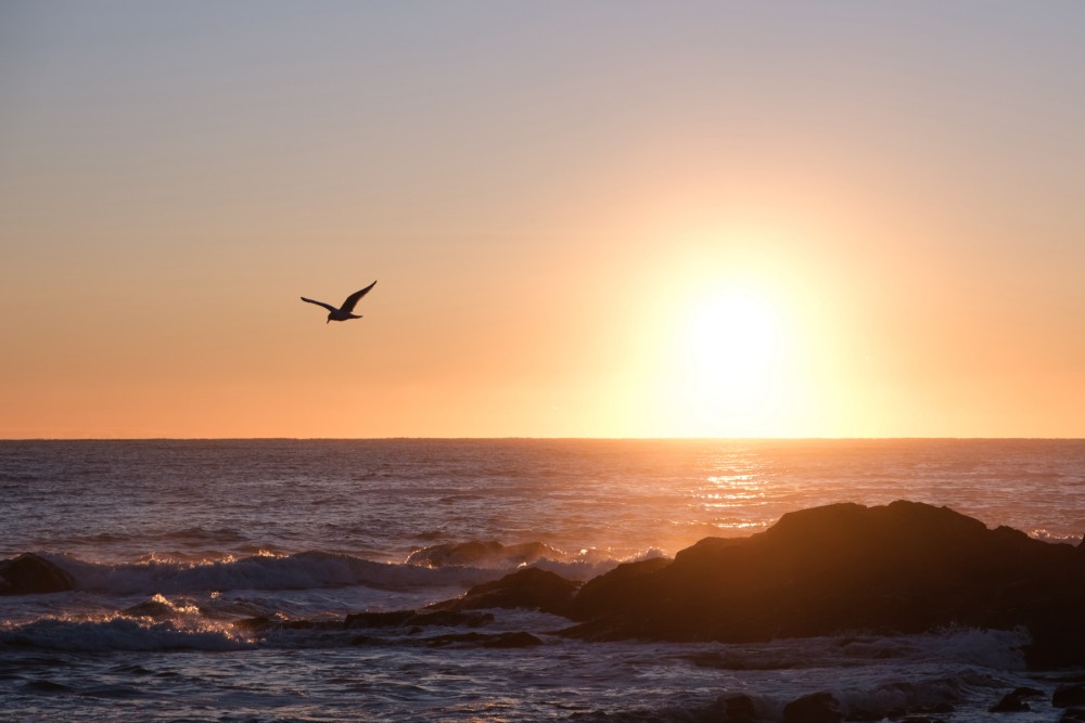 A seagull flying over the sea at sunrise with rocks in the foreground and the sun low on the horizon.