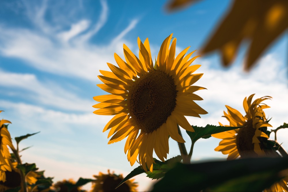 Photo looking up at sunflowers against a blue sky with wispy clouds.