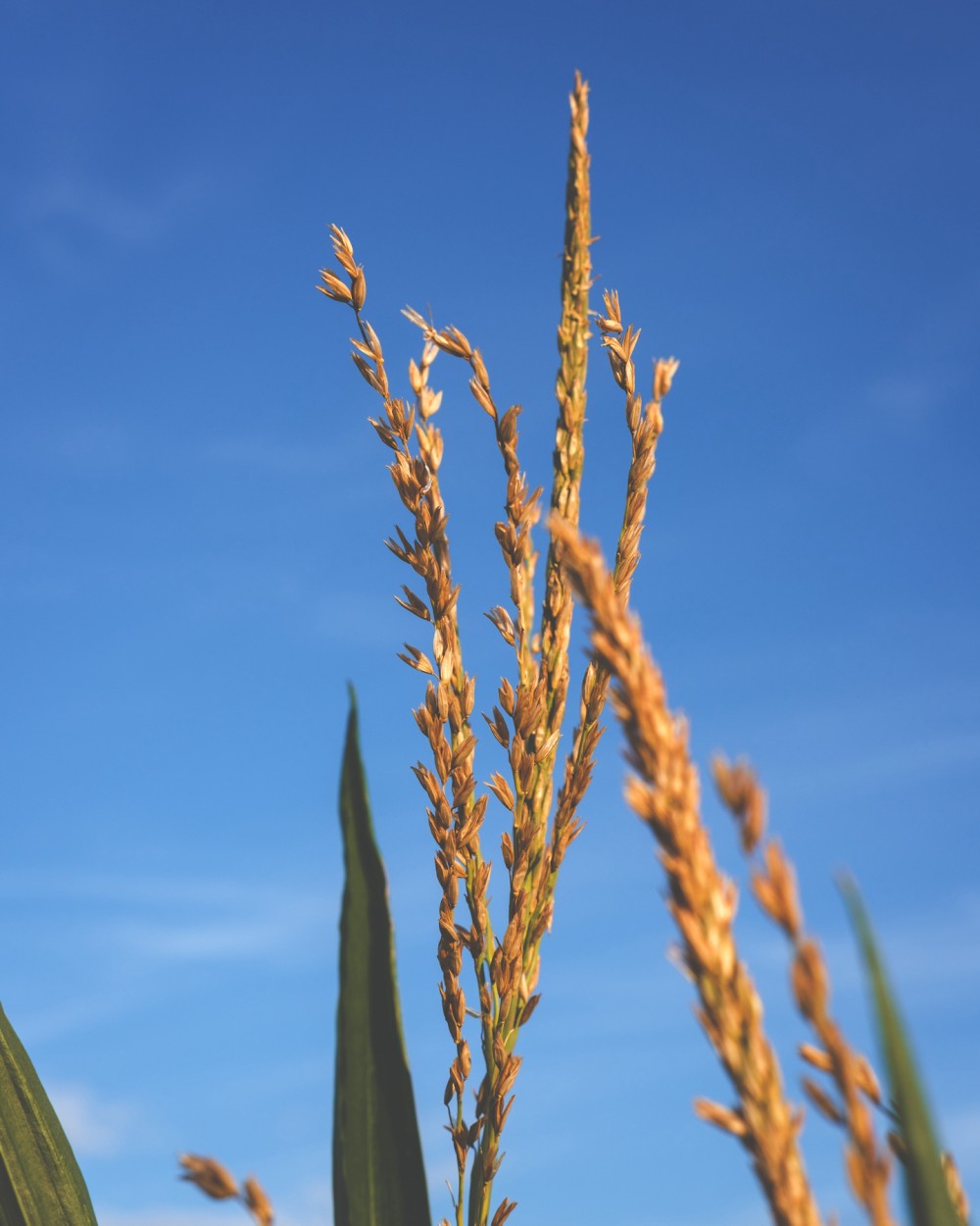 Close-up of mature corn stalks against a clear blue sky.