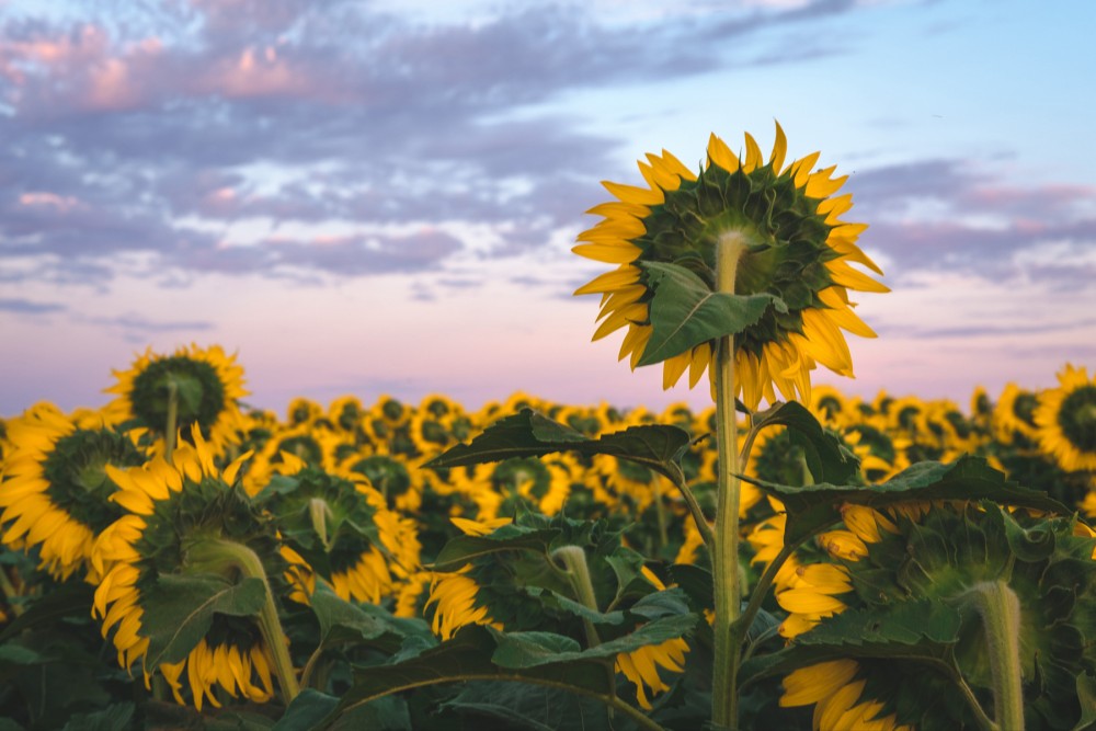 A field of sunflowers from behind at dusk with the sky painted in soft hues of pink and blue.
