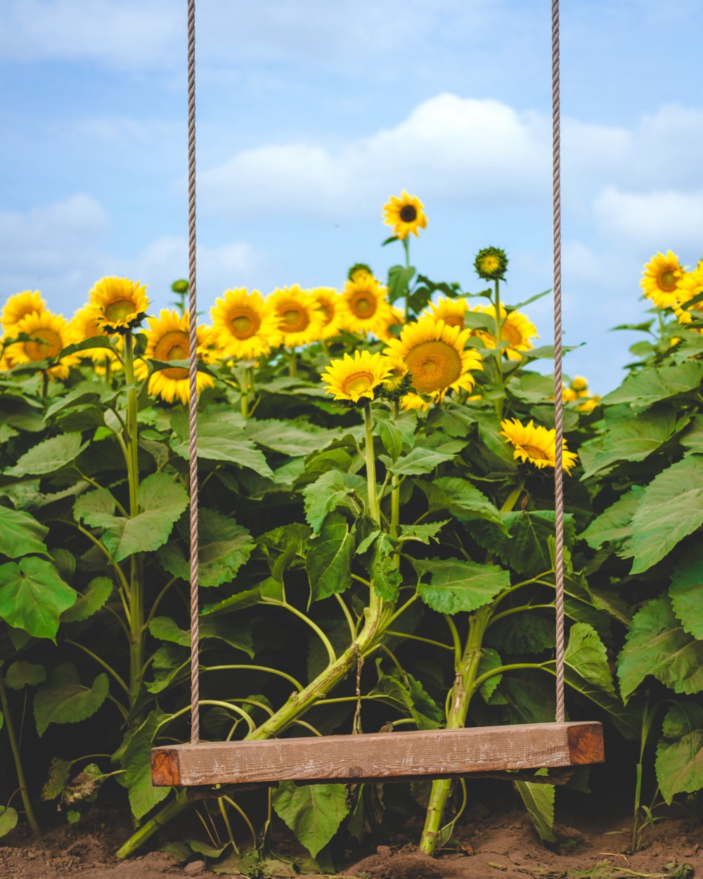 A wooden swing hanging from ropes with a sunflower field in the background under a blue sky.