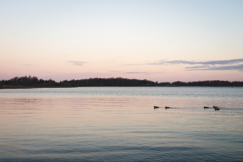 A tranquil scene of the ocean at dawn with soft pastel colors in the sky and ducks swimming in the calm water.