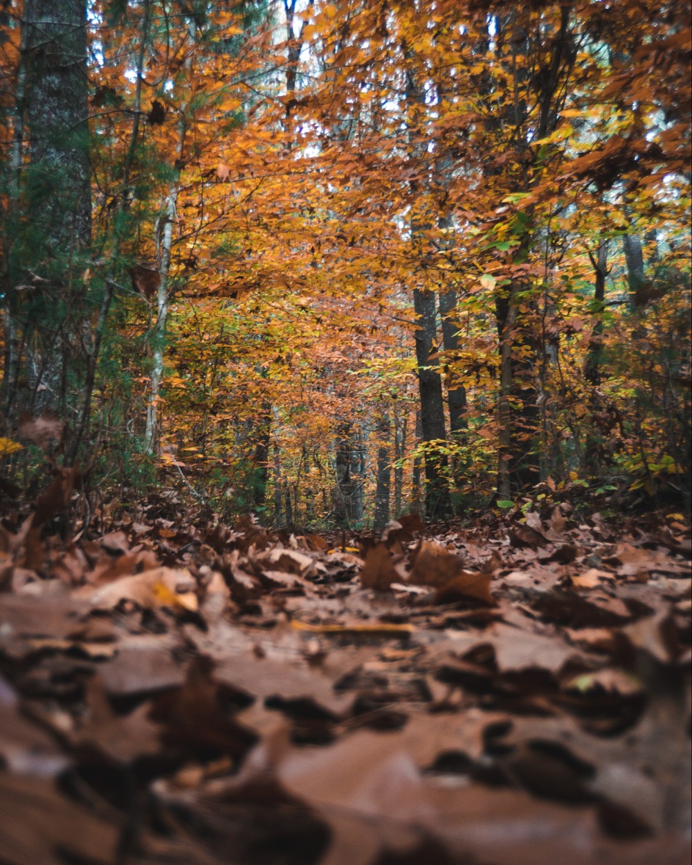 A forest scene in autumn with a carpet of fallen leaves and trees displaying vibrant orange and red foliage.
